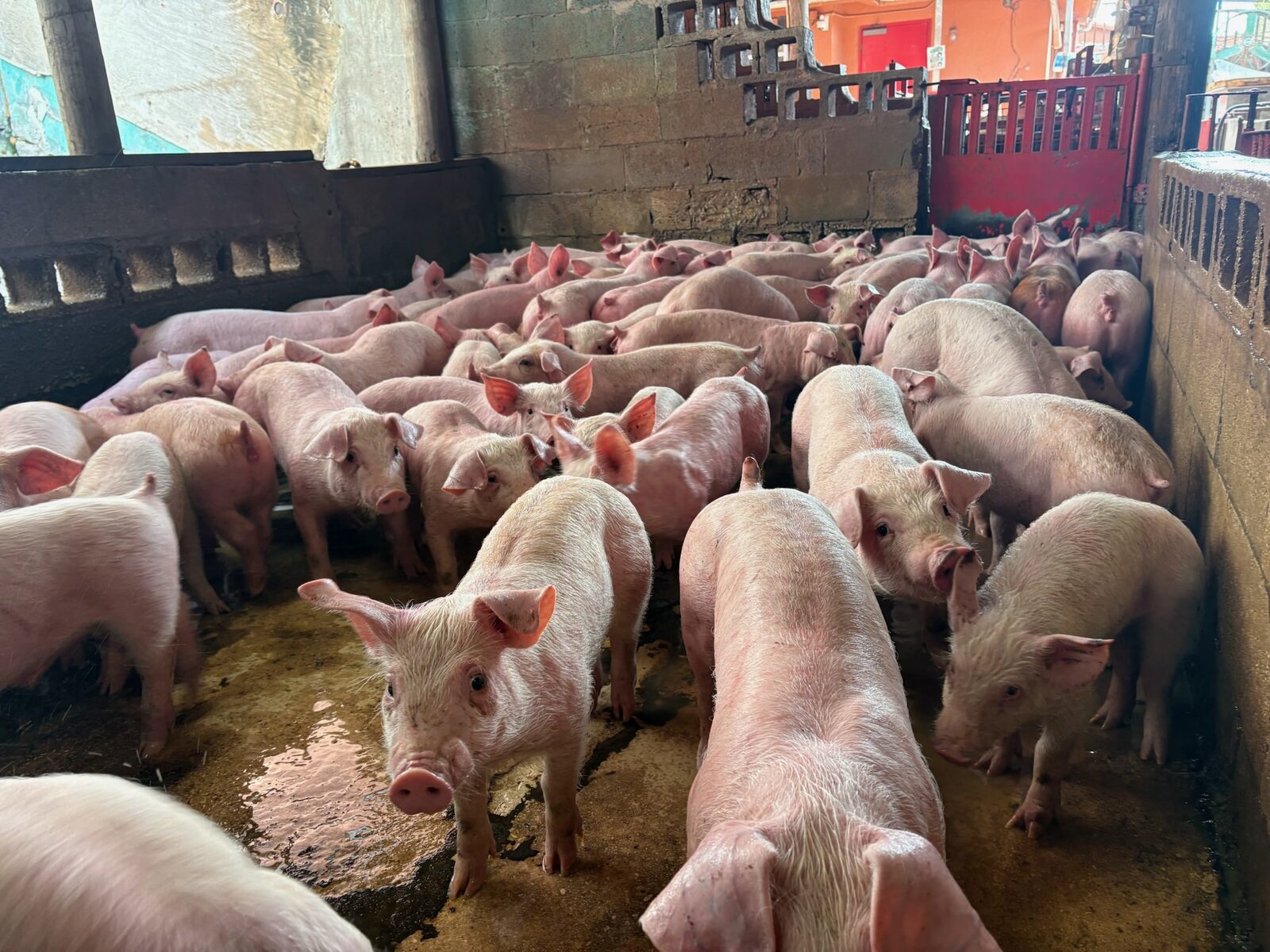 Life at Mary's Ranch farm