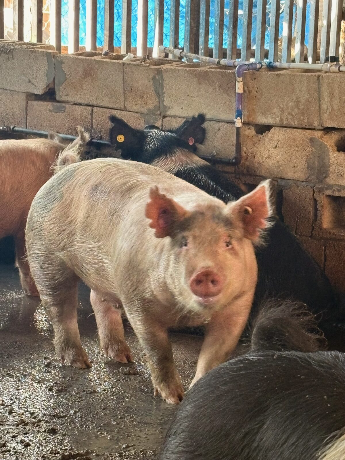 Quality raised livestock at Mary's Ranch